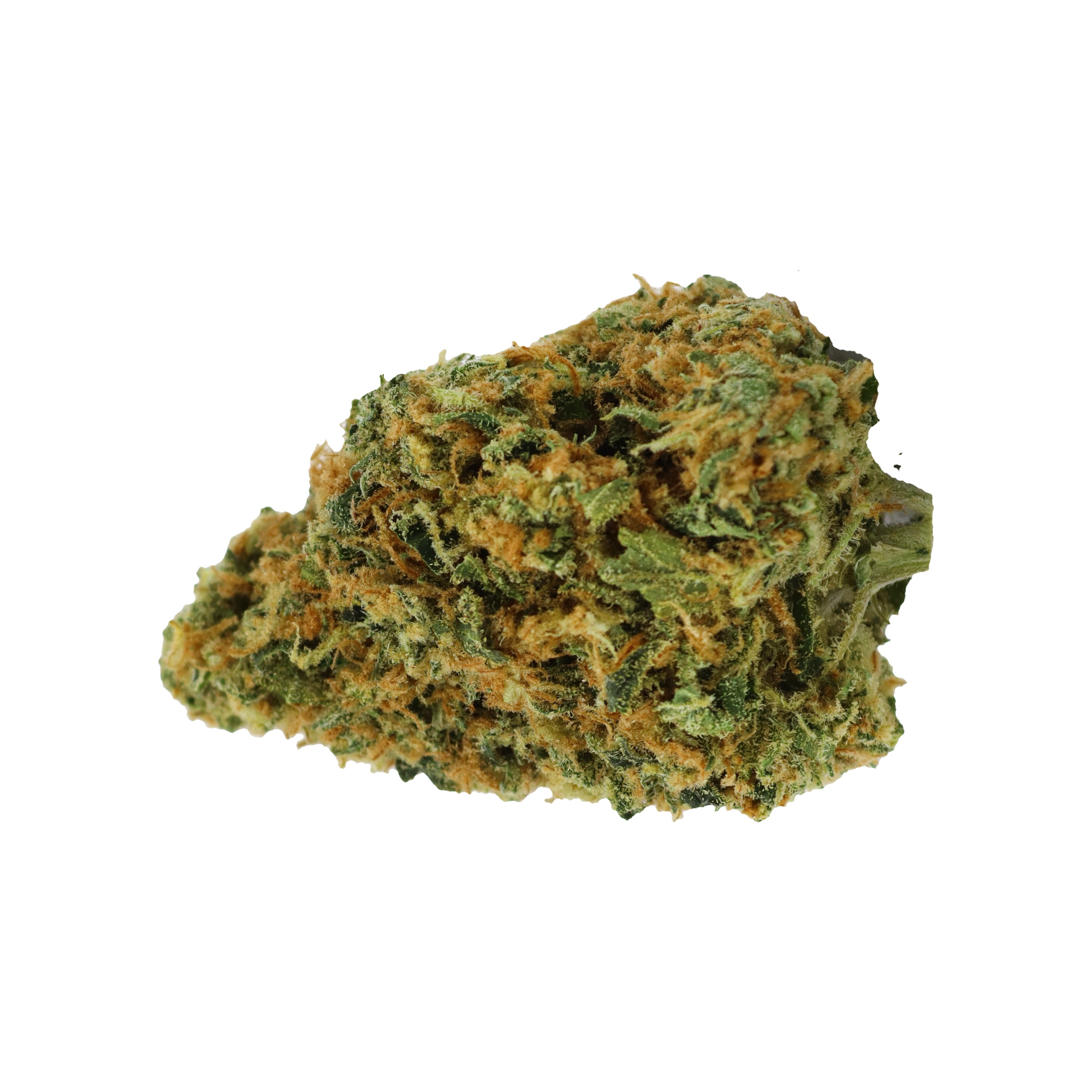 Image of avaay 23/1 CK