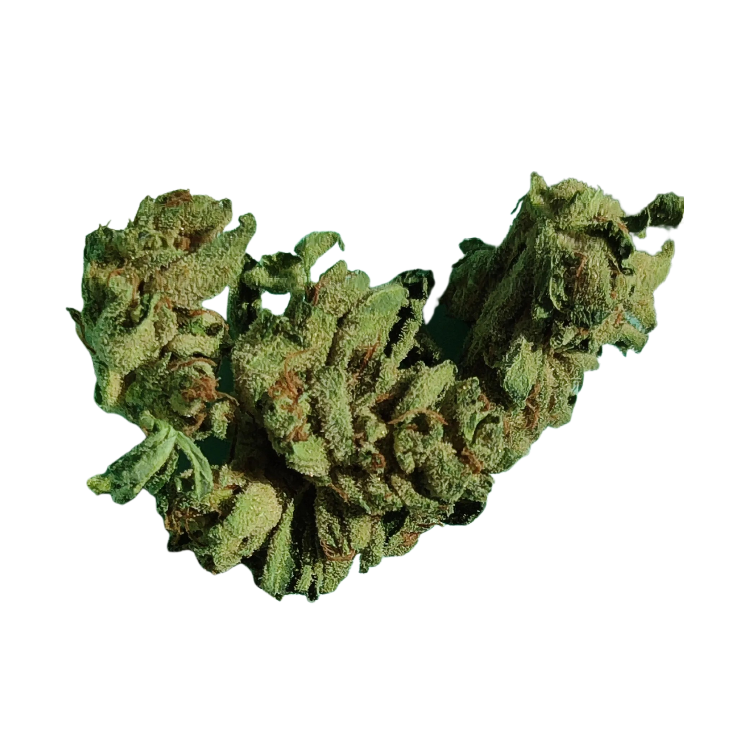 Image of NAVCORA THC18 Spotlight Porto S