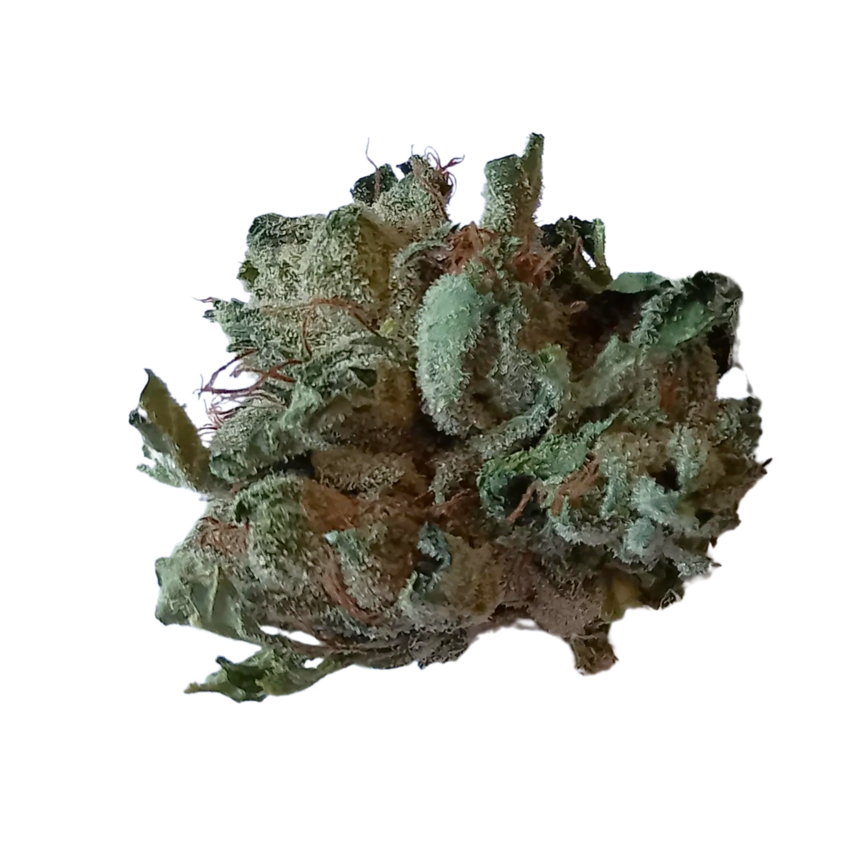Image of Tilray THC 15 Spotlight Porto MK