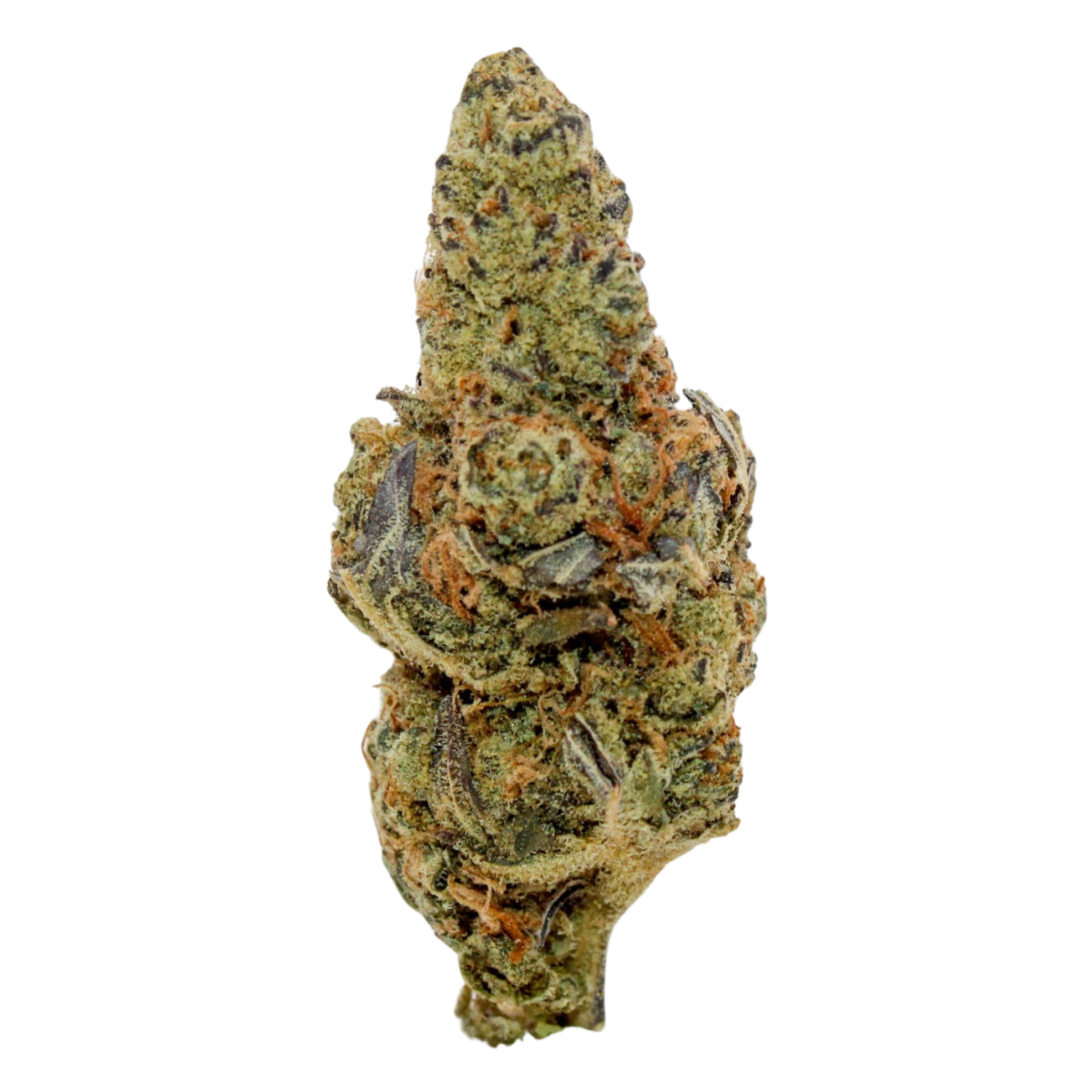 Image of Sumo Canada Craft No.3