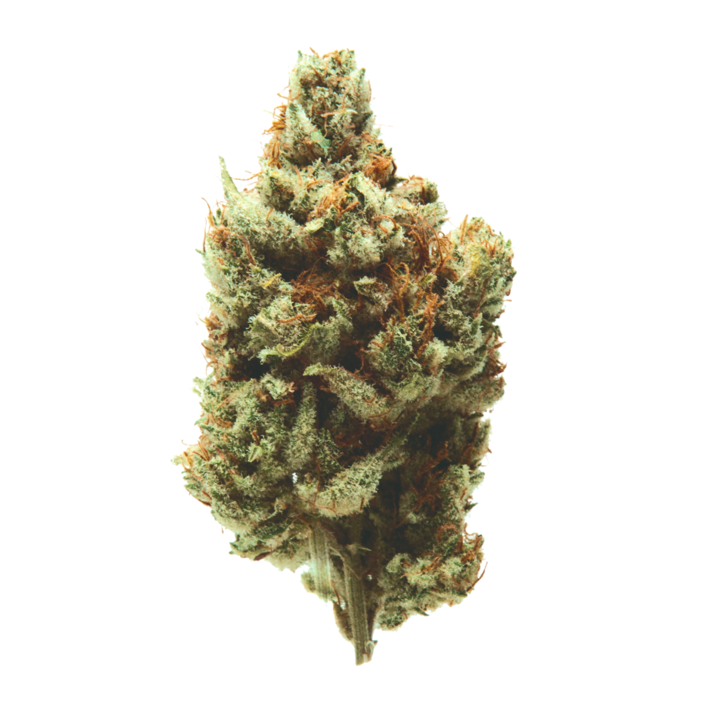 Image of Cannamedical Sativa classic NM SF