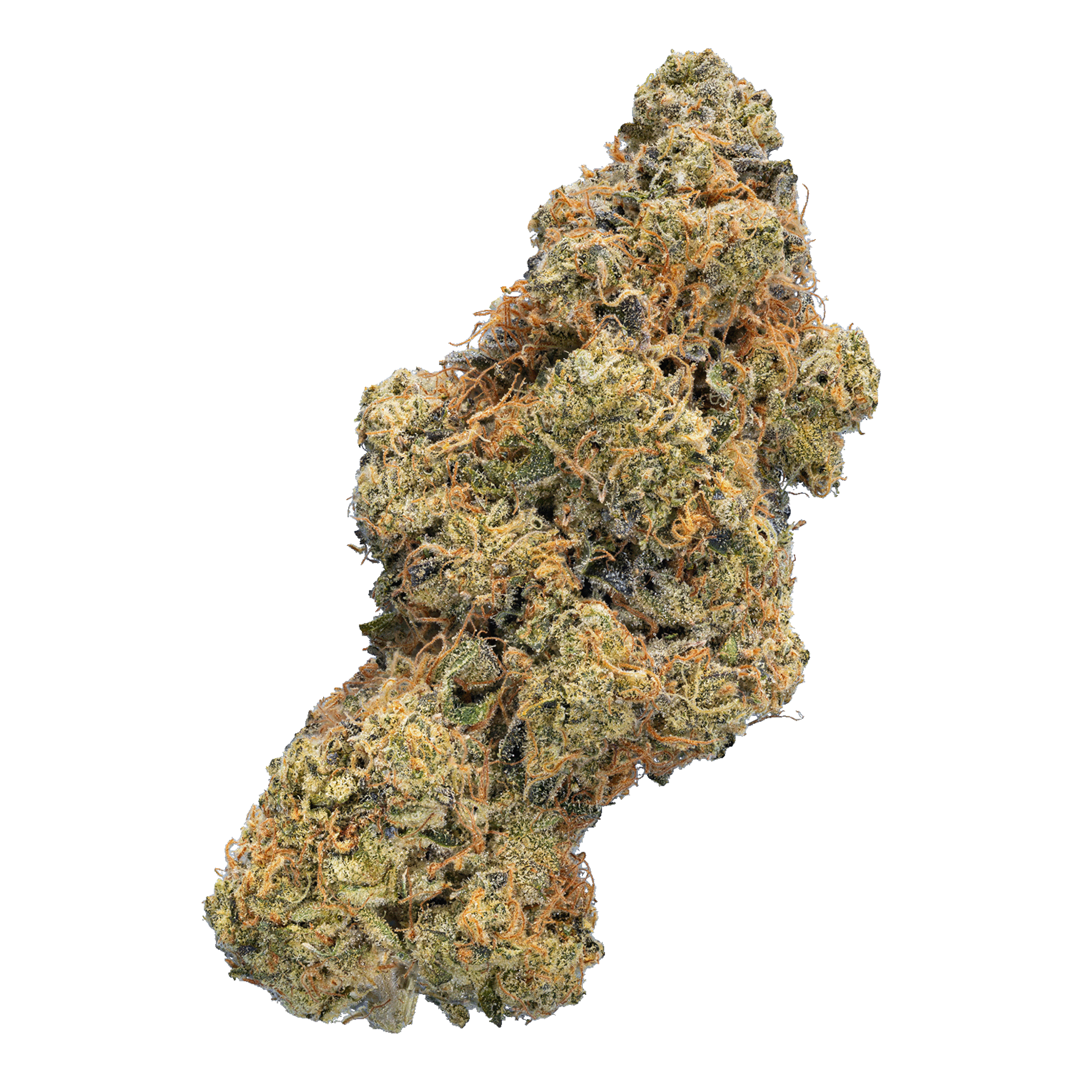 Image of enua 22/1 ANF CA