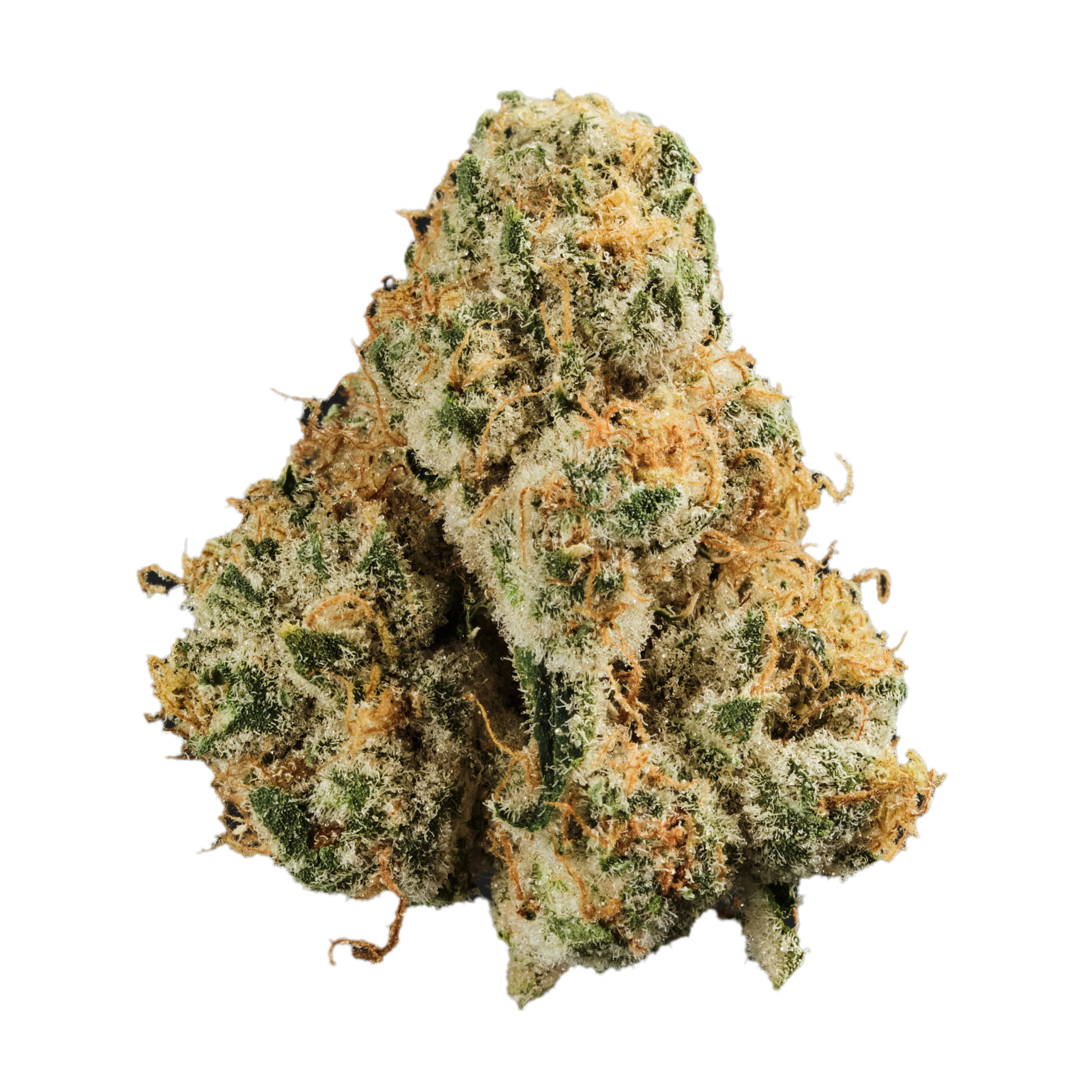 Image of 420 Evolution 33/1 CA PCH