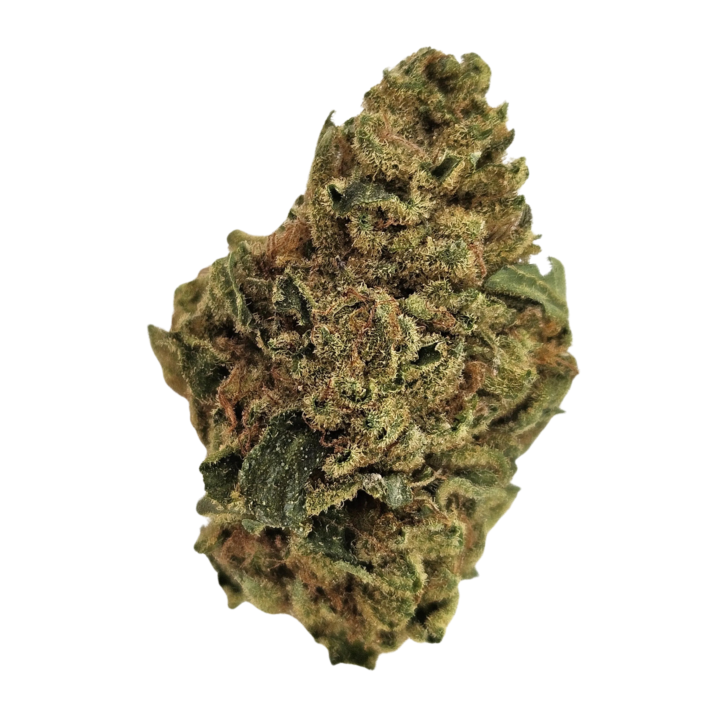 Image of Remexian 25/1 Biscotti Mintz